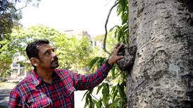 Curarán  100 árboles centenarios de San José