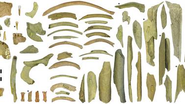 Restos óseos evidencian canibalismo neandertal