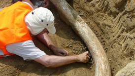 Colmillos gigantescos de mamut aparecen en Austria