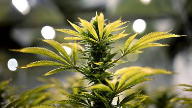 Colorado reclasificaría marihuana recreativa como medicinal para proteger a productores