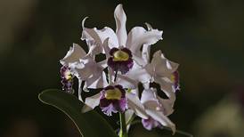 Más de 2.000 orquídeas se expondrán este fin de semana en la Clínica Bíblica