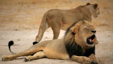  Estadounidense que mató a famoso león afirma que pensó que cacería era legal