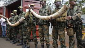 Kenia quemará 105 toneladas de marfil en protesta contra la caza ilegal