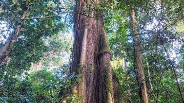 Camine entre ceibas gigantes y comparta ‘su árbol’ en la web