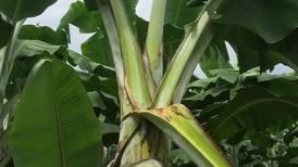 Autoridades ticas redoblan controles para evitar ingreso de la enfermedad ‘más destructiva’ del banano