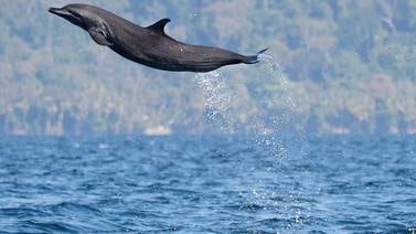 Esto es lo que debe saber si quiere disfrutar del avistamiento de delfines y ballenas durante 2019