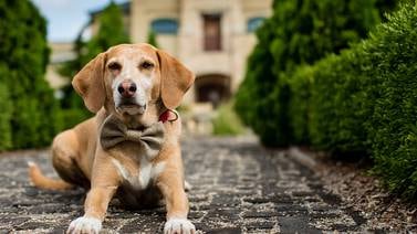 Tips para aprender a consentir correctamente a sus perros