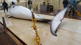 Japón liderará pulso en Brasil para restaurar la caza comercial de ballenas
