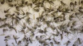 El mosquito Culex no transmite zika