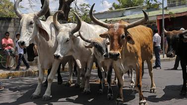 Tope de toros resguarda tradición ganadera de los liberianos   