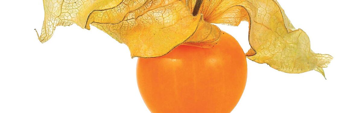 Uchuva La Fruta Del Amor Revista Perfil Sandra (shandra123 o sandra arias en la fruta del amor. uchuva la fruta del amor revista perfil