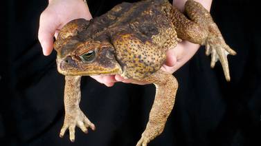 Hallan nuevos ejemplares de rana gigante de Perú en peligro de extinción