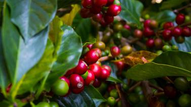 Sequía reducirá la próxima cosecha de café arábica brasileño