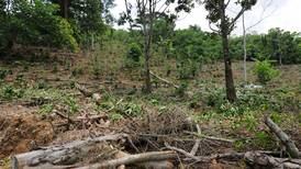 Icafé lanza alerta por amenaza de roya en cuatro zonas de Costa Rica