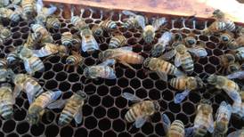 Diputados obligan al Estado a proteger abejas y apicultura para evitar su destrucción
