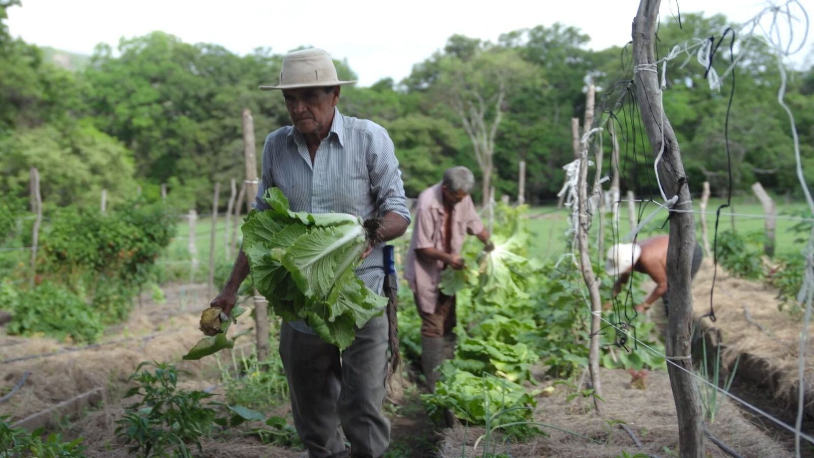 Agricultores guanacastecos podrán capacitarse en el desarrollo de cultivos 100% orgánicos