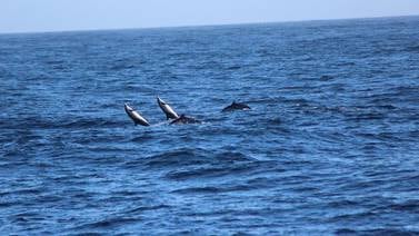 Ministerio de Ambiente de Nicaragua investiga muerte de cetáceos en litoral Pacífico
