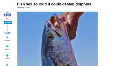 El grito sexual de un pez mexicano puede causar sordera a los delfines