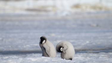 Catástrofe ambiental: crías de pingüinos emperador mueren por derretimiento de su hábitat
