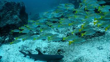 Reino Unido dona $2,6 millones para corredor marino entre Isla del Coco y las Galápagos