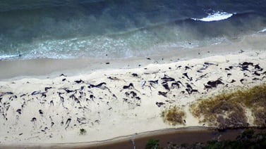 70 ballenas aparecen varadas en el sur de Chile
