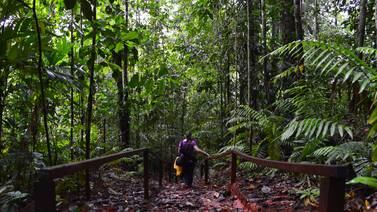 Comunidades de Osa ‘coleccionan’ árboles amenazados y de gran valor científico