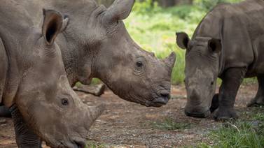 Profesor aprende a criar rinocerontes huérfanos y los protege en un refugio secreto de Sudáfrica
