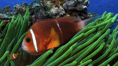 Luces artificiales amenazan peces similares a Nemo