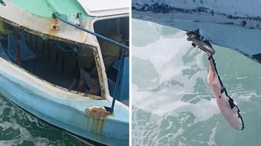 Colisión de ballena y lancha deja heridos a señora de 82 años y dos hombres en Puntarenas