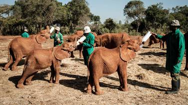 Bebés elefantes encuentran una nueva vida y amor en un orfanato de Kenia