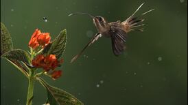 Estudio en Costa Rica demuestra que colibríes privilegian la inteligencia sobre el físico para emparejarse