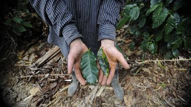 Roya pone en riesgo regiones que producen 28% del café tico