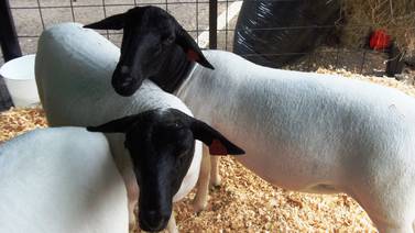 Costa Rica está a punto de abrir el mercado chino para cuero de ovejas