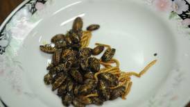 Bocadillos hechos con insectos retan el paladar