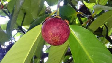 Cultivo de mangostán es una propuesta del Gobierno difícil de concretar