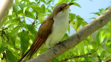 Aves poco comunes en el Valle Central se dejaron ver en el parque La Sabana este año