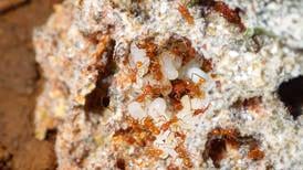 Estudio con hormigas lleva a científicos de UCR a descubrir antibiótico 