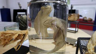 Museo de Zoología revela más de 300 secretos de animales