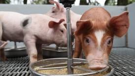 Tecnológico impulsa uso de microalgas para disminuir costos en producción de carne y mejorar ambiente