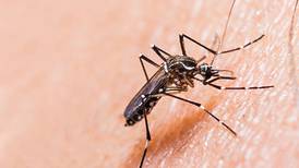 Nueva vacuna contra el dengue no ha comenzado proceso de registro en Costa Rica
