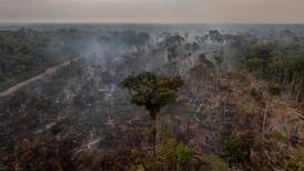 Reducción histórica de la deforestación en Amazonía brasileña en 2023