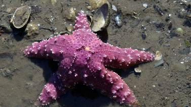 La estrella de mar está muriendo, ¿es responsable el cambio climático?