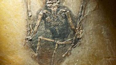 Fósiles dejan ver  color de murciélagos  ya   extintos