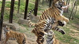   Genes de tigres y gatos son idénticos en un 95%