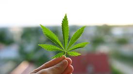 ¿Por qué el Gobierno habla de afectados por ‘conflicto armado’ en proyecto de marihuana?