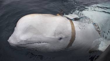 Hallan ballena beluga atada a un posible arnés militar en costa noruega 