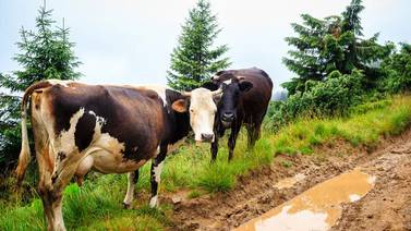 Muerte de vacas por rayo en Los Chiles: ¿Cómo evitar un incidente así?
