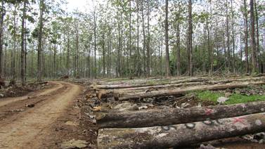 Escasez de madera amenaza a diversas industrias durante esta década