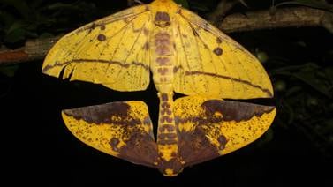 Análisis del ADN saca del anonimato a mariposas de Costa Rica
