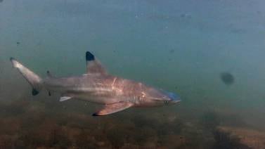 Tiburón pasó de ‘turista’ a residente de Isla del Coco